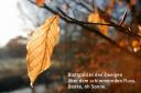 Haiku: Blattgold in den Zweigen